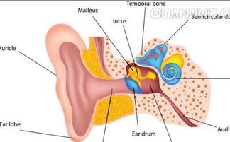 耳朵穴位对应器官图