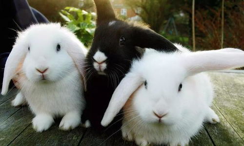 养宠物兔需要知晓的9件事