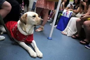 导盲犬能乘地铁了,你愿和导盲犬同行吗