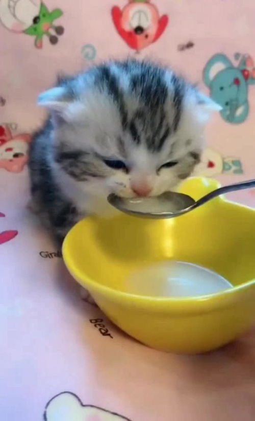 一只爱喝牛奶的小猫 