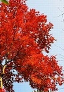 关于秋和秋叶的诗句
