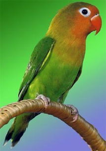 我家飞来一只鹦鹉,头是深黄色的,羽毛是深绿的,肚皮上是翠绿的,有谁知道这是什么鸟啊 
