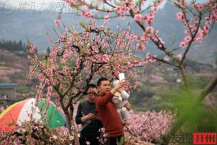 今年看桃花 发现毛成桃花山已被修成仙境 