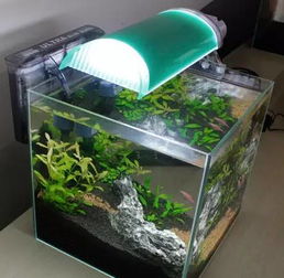零基础搭建属于自己的生态鱼缸 设备 造景篇