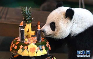 大熊猫 圆仔 迎来4岁生日 组图