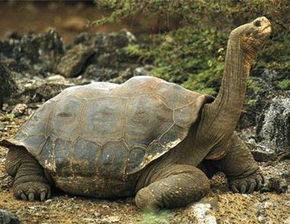 成年乌龟的一般体长是多少到多？