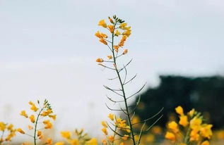 继续测量 马不停蹄复工后的日子像一棵开满花的树，满满当当