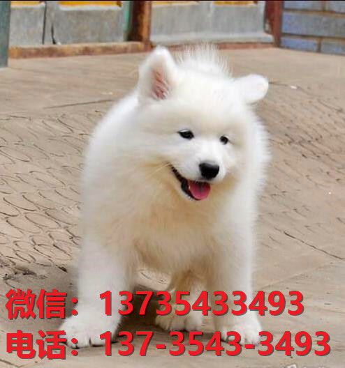 晋城宠物狗狗犬舍出售纯种萨摩耶犬卖狗买狗地方狗市场在哪