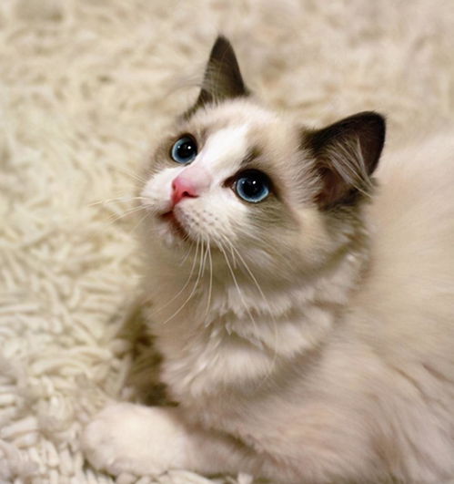 布偶猫寿命一般多少年
