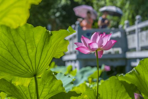 关于莲花结果的诗句