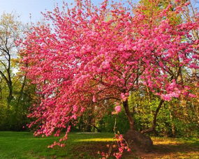 常见的会开粉红色花的树的名字,要全面 