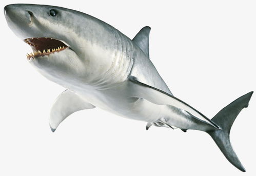鲨鱼死后掉在海中叫什么,鲨鱼死后掉到海里叫做“沉底”。