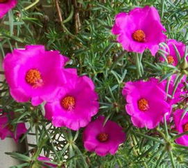 苔藓玫瑰花语,苔藓玫瑰图片