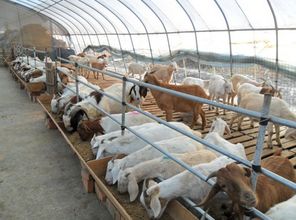 养殖肉羊经济效益好,降低饲养成本利更高 