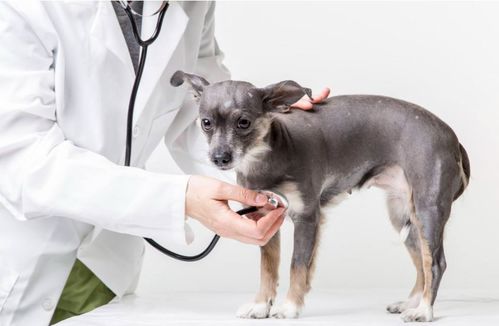狗狗哮喘怎么办 狗狗哮喘可以这样治疗及预防