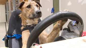 新西兰小狗学开车 8周掌握基本驾驶技能 