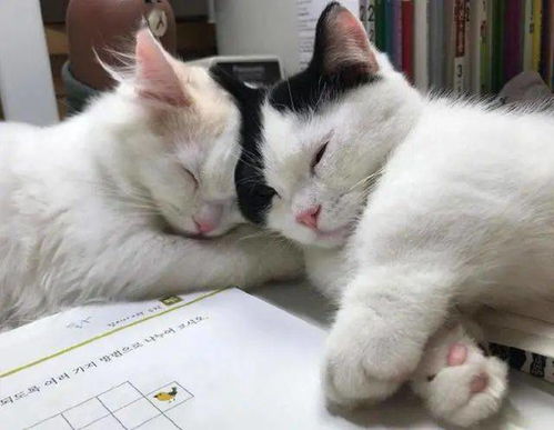 小主人在写作业时,两只小猫咪在一旁陪到睡着,模样特别可爱