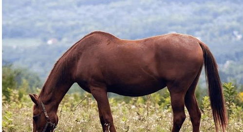 农村俗语 驴肉香马肉臭, 是什么意思 为什么都不吃马肉