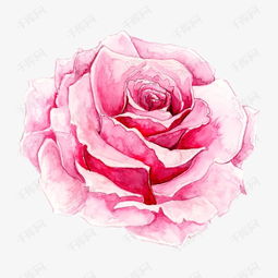 手绘玫瑰素材图片免费下载 高清装饰图案png 千库网 图片编号3733407 