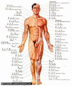人体肌肉与骨骼详图 