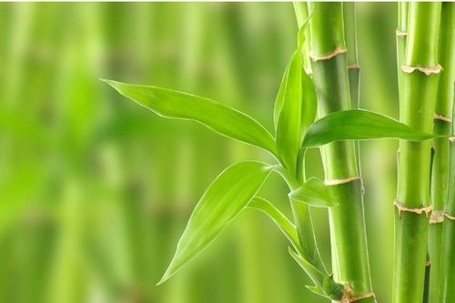 竹子是属于被子植物还是裸子植物 为什么 