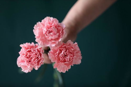 粉色康乃馨花的花语,康乃馨花语的
