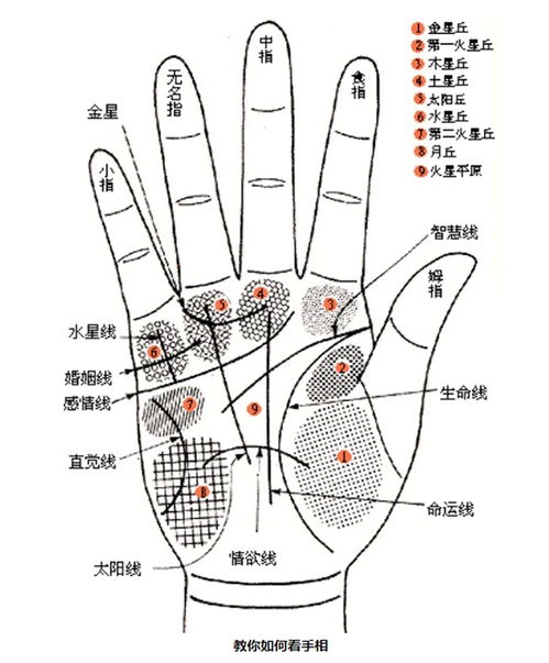 了解手相中的几大纹路,学会自己看手相