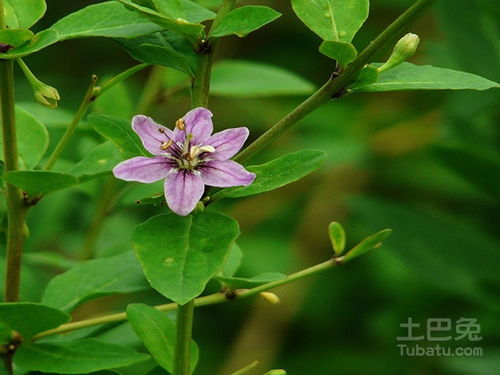 枸杞树种子（枸杞树种子的潜力：解析其生长条件与营养特性）