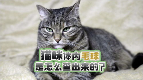 猫咪体内毛球是怎么查出来的 