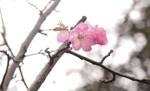 海棠十二月份开花吗,海棠花为什么