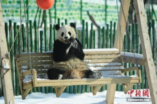 中国最北熊猫馆 明星熊猫雪中撒欢 组图