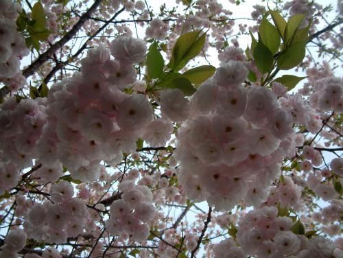 樱花草的花语大全：探秘春天的浪漫之花，为你的生活增添一抹诗意