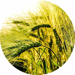 节气中的小满是什么意思,小满，因小麦命名的节气