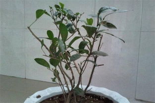 茶树花养殖方法,选择适合的茶树花品种