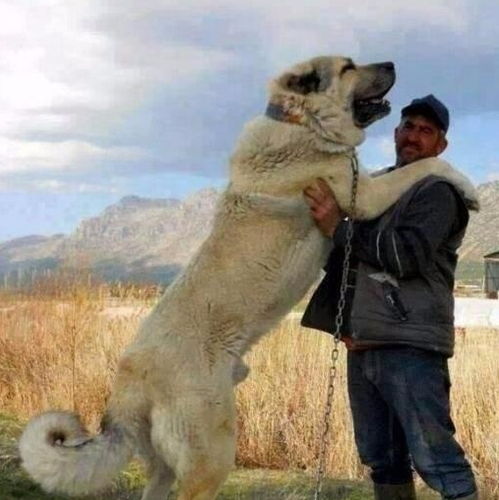 狗狗界的5大巨型犬,最后一种站起来比姚明还高