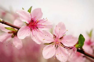 桃花开在什么季节挑花开花有哪些特点,桃花初开代表什么？