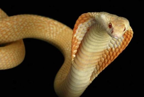 地球上唯一和蛇没有关系,却长得一模一样的动物,已经濒临灭绝
