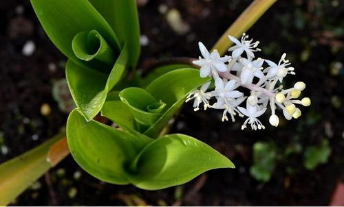 白穗花种子：一种被忽视的美丽与希望