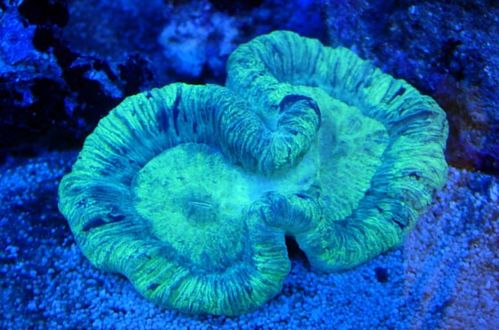 甜甜圈珊瑚跟八字脑的区别 
