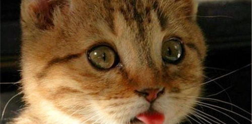 猫咪爱吐舌头是为啥