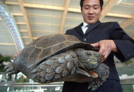 国内龟龄最 长寿 的靴脚陆龟现身大连