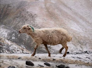 牧羊人用3天时间赶千只羊,翻越地球上最危险的山脉