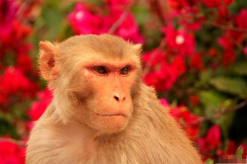 5月中旬,生肖猴要历经2个大 坎 ,属猴人看看怎么回事