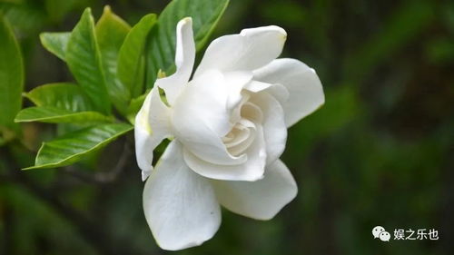 栀子花有香味吗香味是什么味道的,栀子花和香格里拉哪个气味好？
