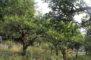 普洱茶投资分析 有感于 临沧市古茶树保护条例 