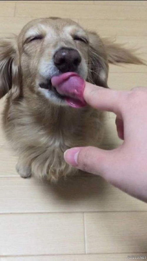 网络上有网友分享喂狗吃棉花糖的照片,狗狗的前后表情差异非常大 
