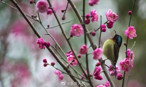 重庆多地红梅绽放 春天的脚步近了 