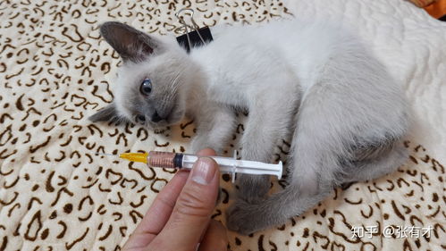 自己给猫打疫苗 