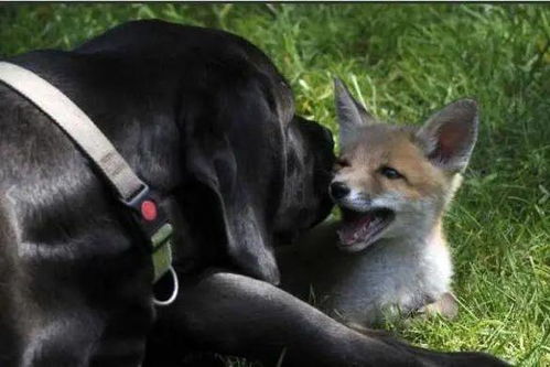 一只小狐狸误将自己当成一只狗,竟然还模仿狗狗,向主人撒娇讨好