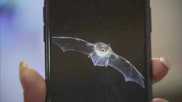 头皮发麻 上海居民家里接连出现蝙蝠,飞到手臂上 毛茸茸 的,住户吓得报警